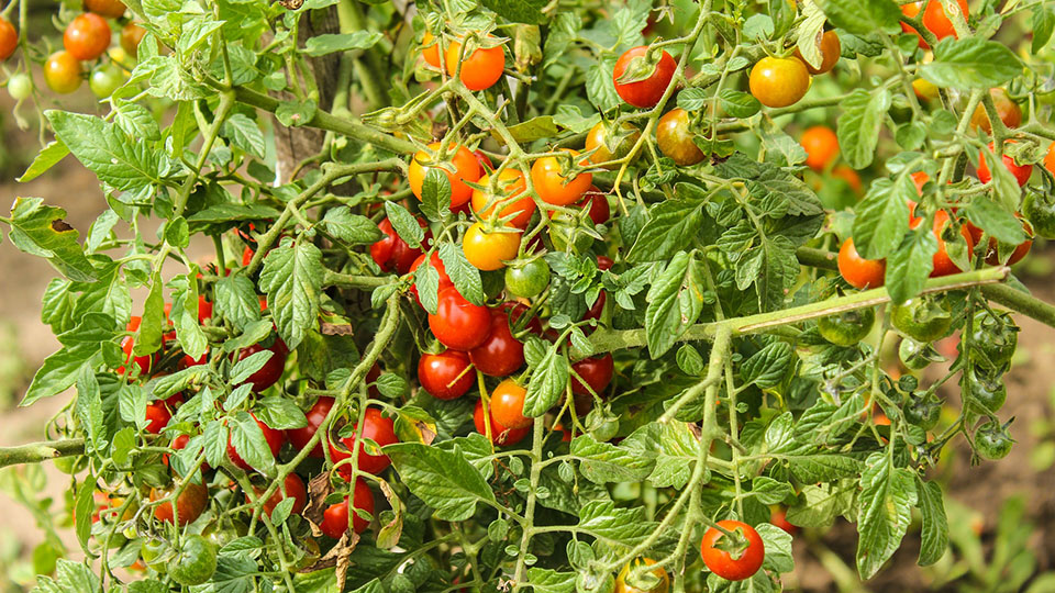 Как правильно посадить и ухаживать за томатами в открытом грунте